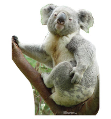 Koala Bear