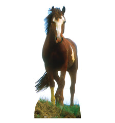 Mustang Horse