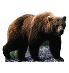 Grizzly Bear