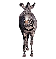 Zebra Cardboard Cutout (Pose 2)