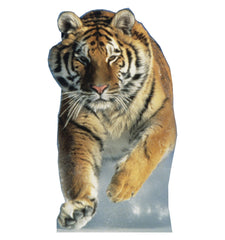Tiger - Snow