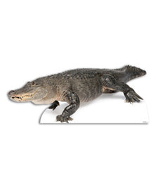 American Alligator