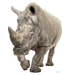White Rhinoceros
