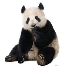 Giant Panda