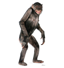 Chimpanzee