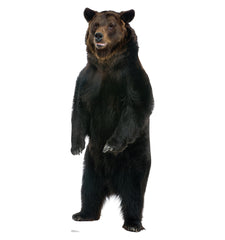 Brown Bear