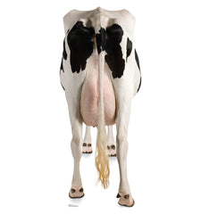 Cow's Rear