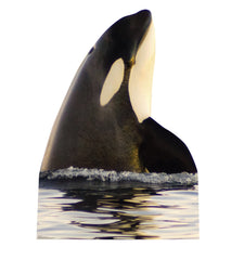 Killer Whale