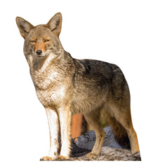 Coyote
