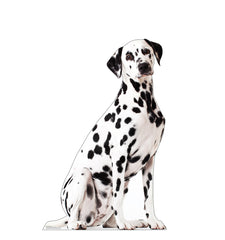 Dalmation Dog