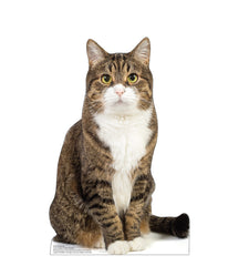 House Cat
