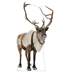 Reindeer
