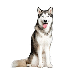 Siberian Husky