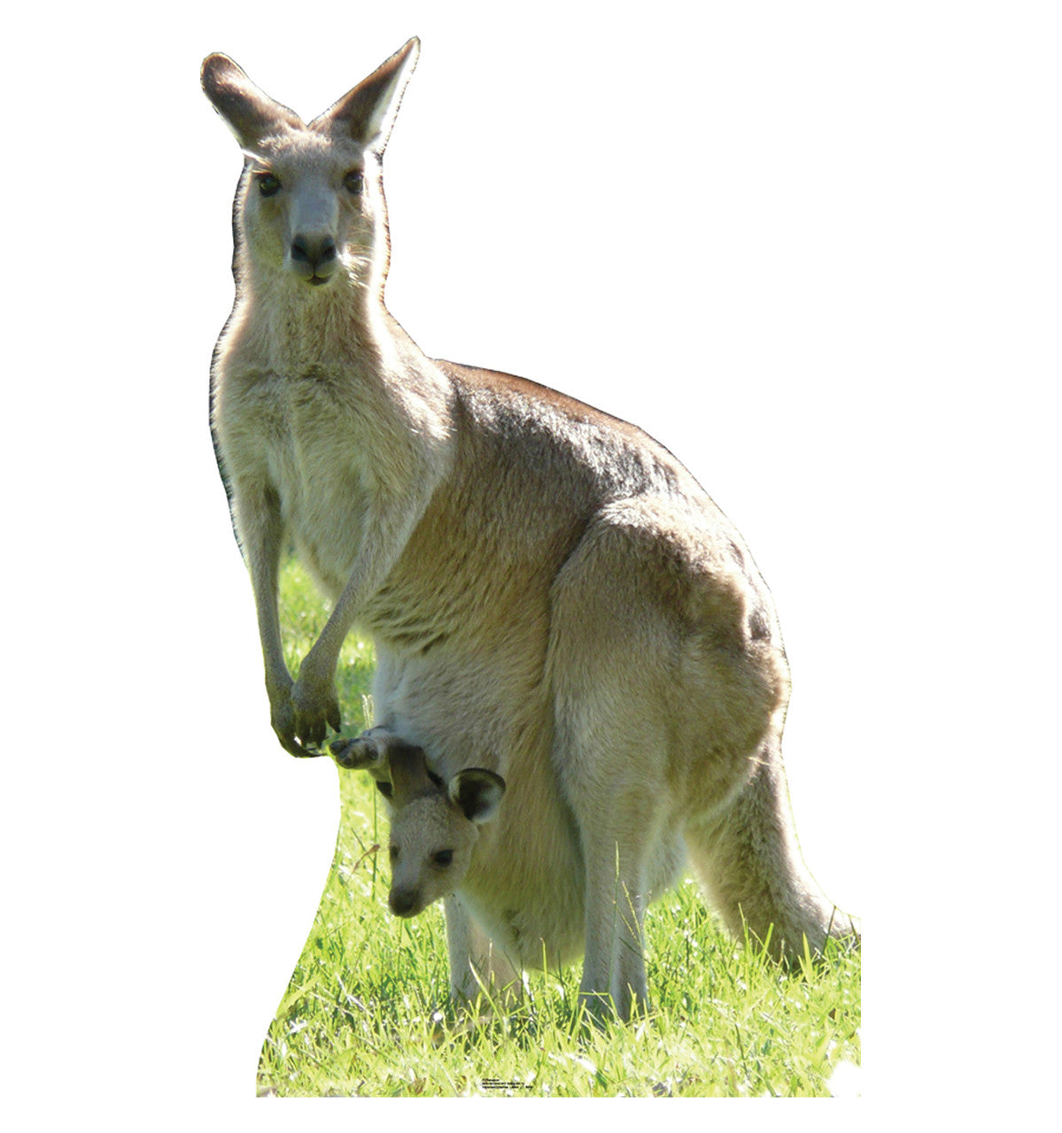 Kangaroo