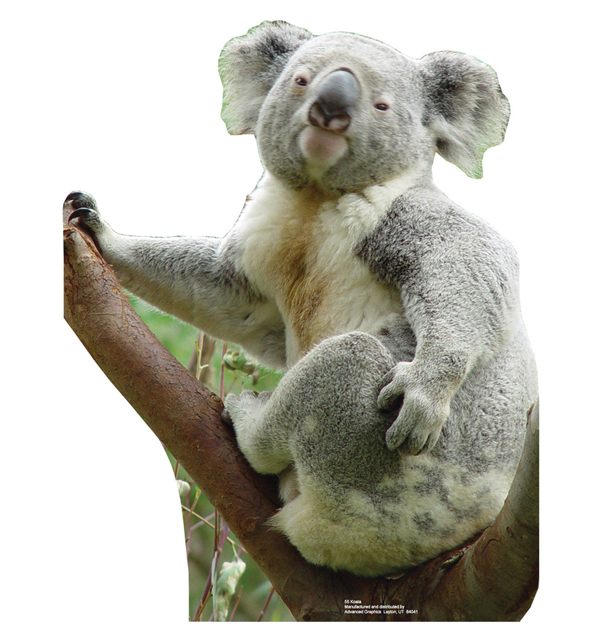 Koala Bear