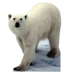 Polar Bear