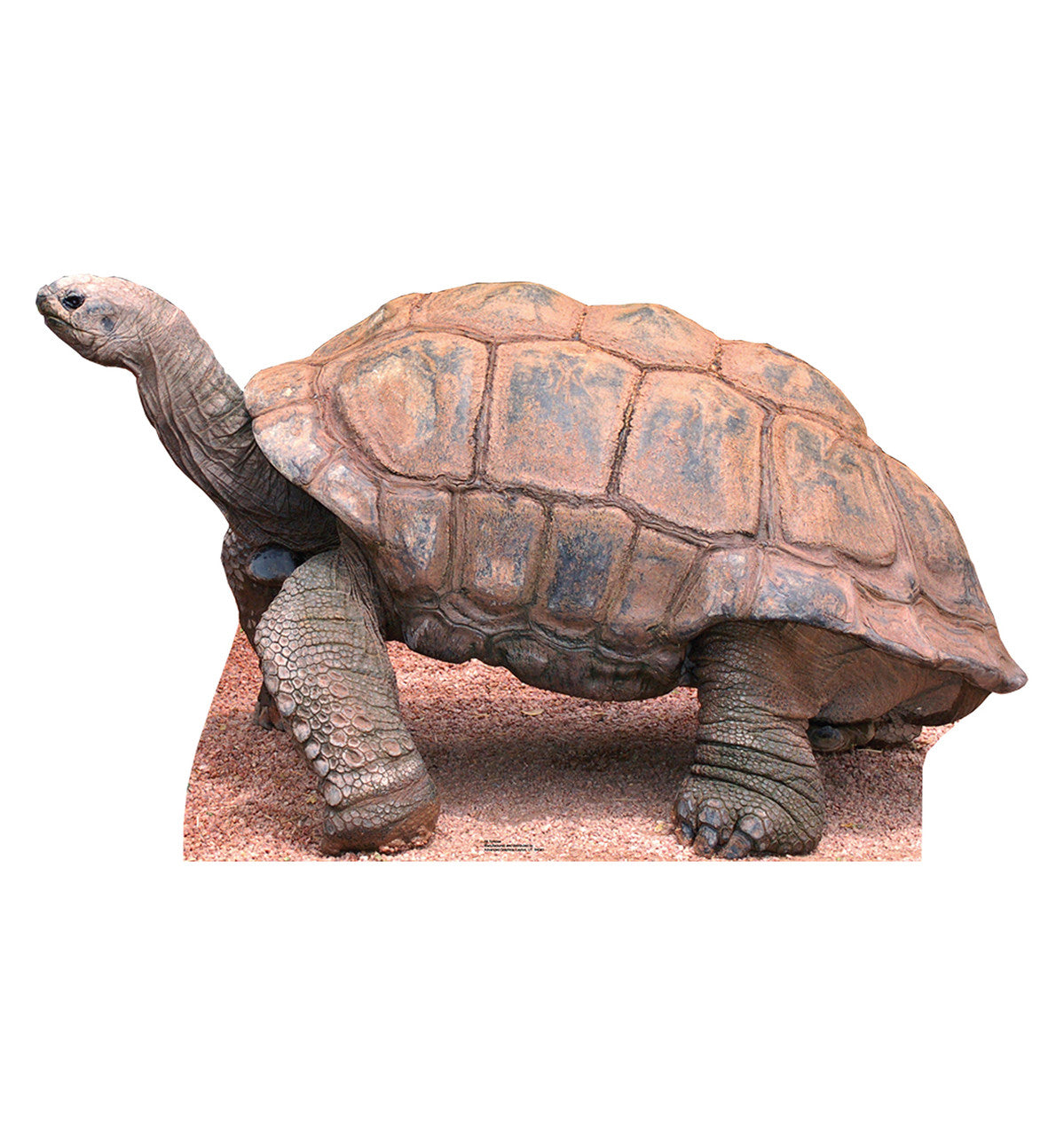 Tortoise