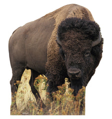 Bison