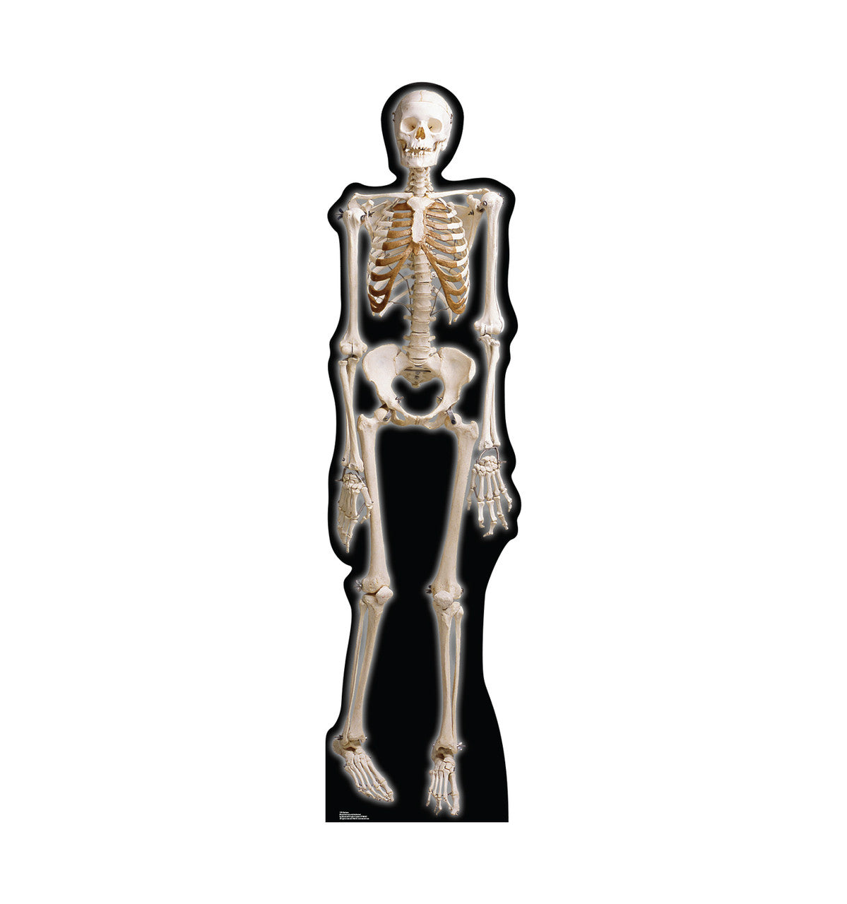Skeleton