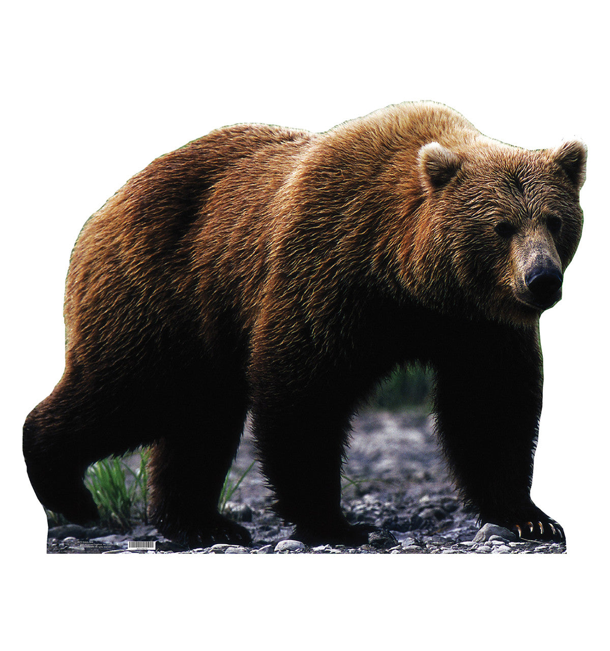 Grizzly Bear