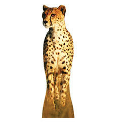 Cheetah