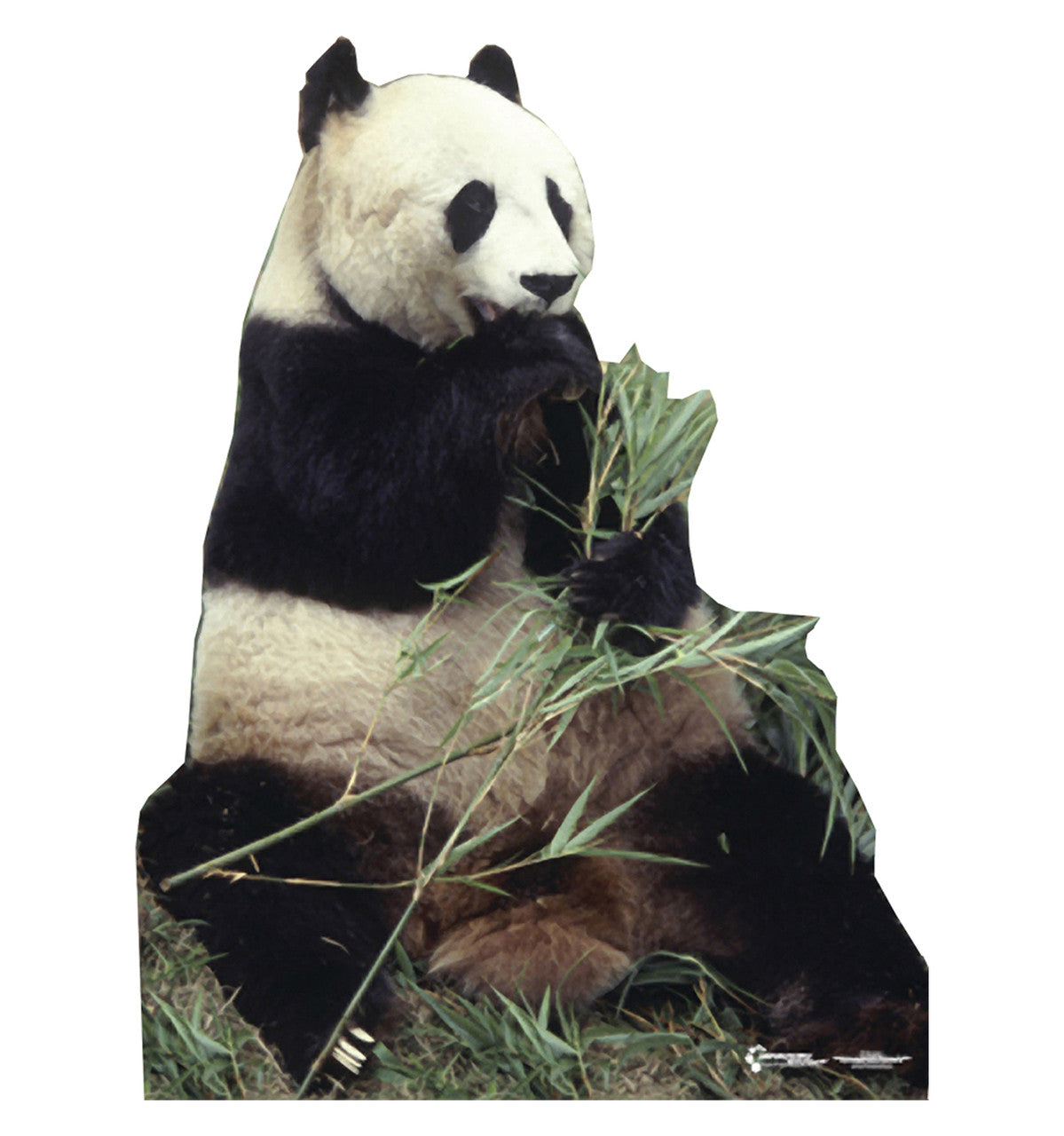 Panda Bear