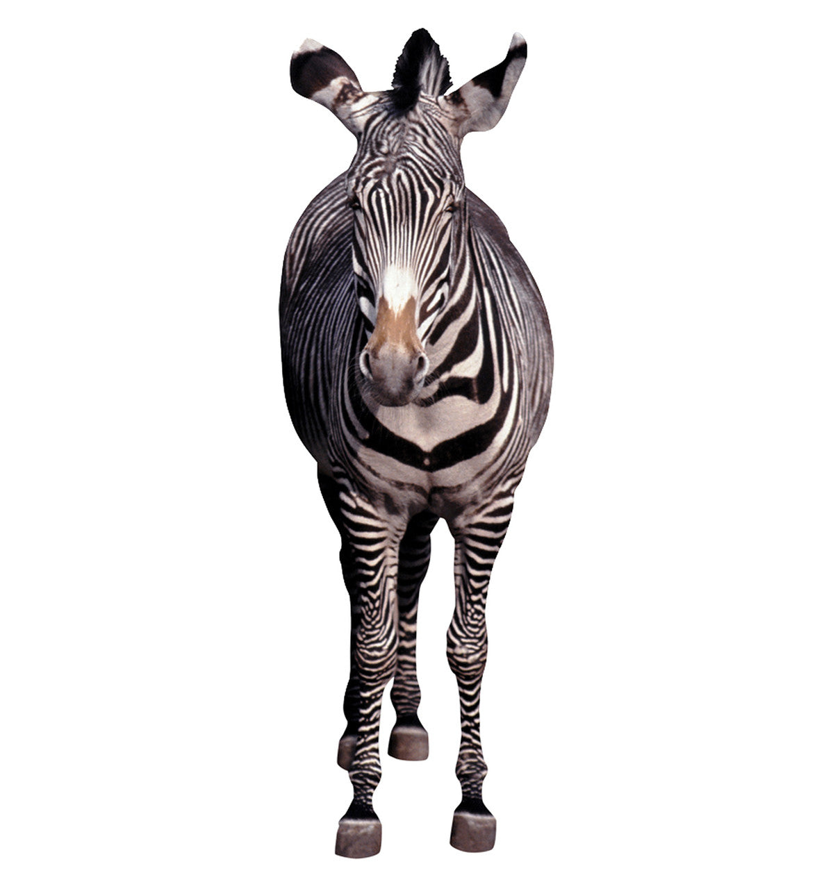 Zebra Cardboard Cutout (Pose 2)