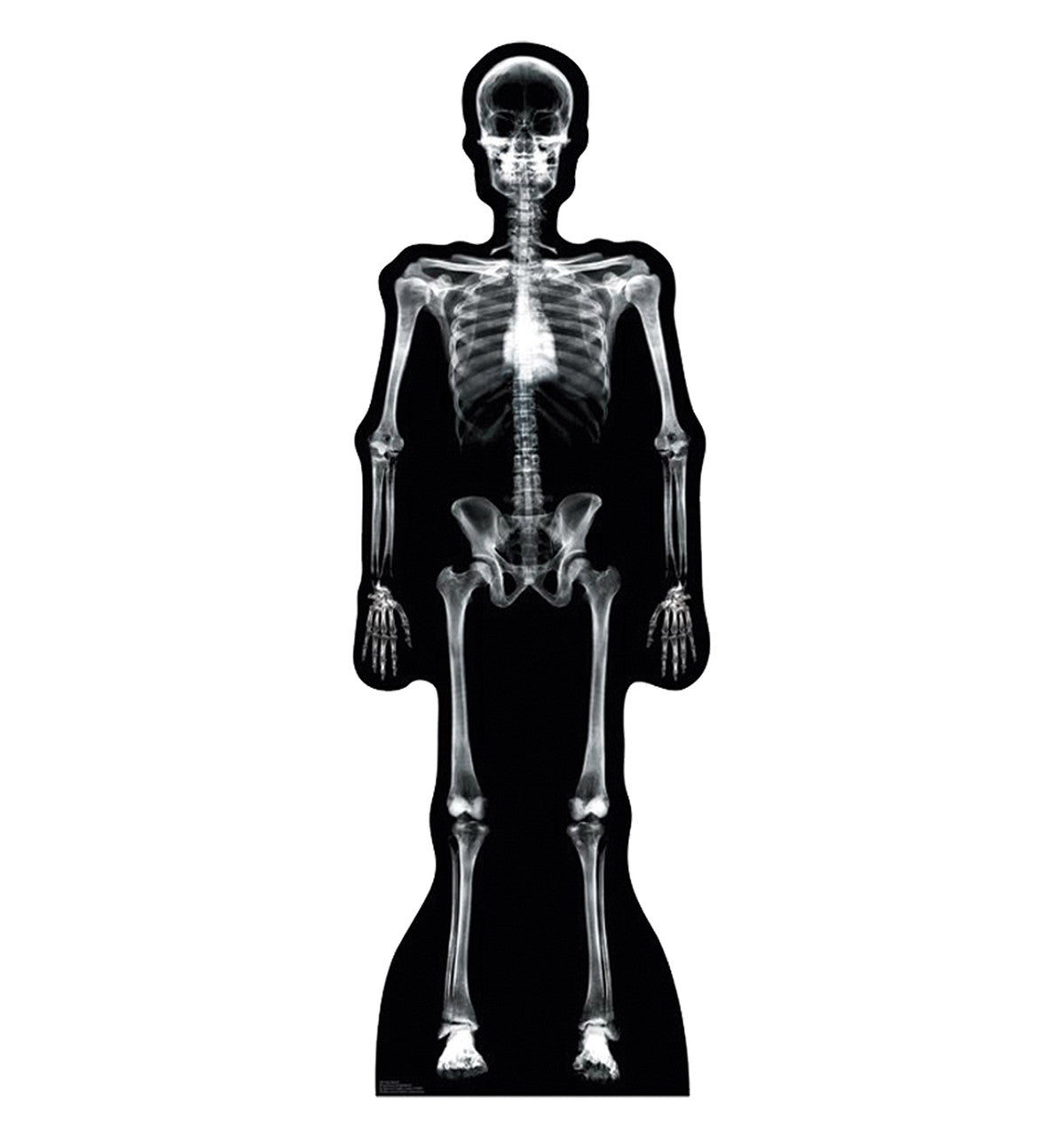 X-Ray Skeleton