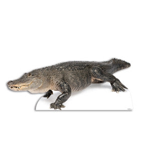 American Alligator