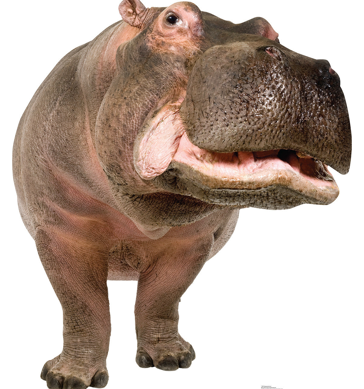 Hippopotamus