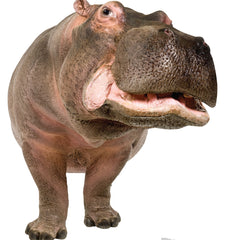 Hippopotamus