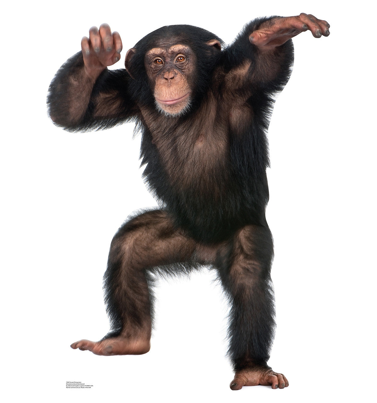 Young Chimpanzee