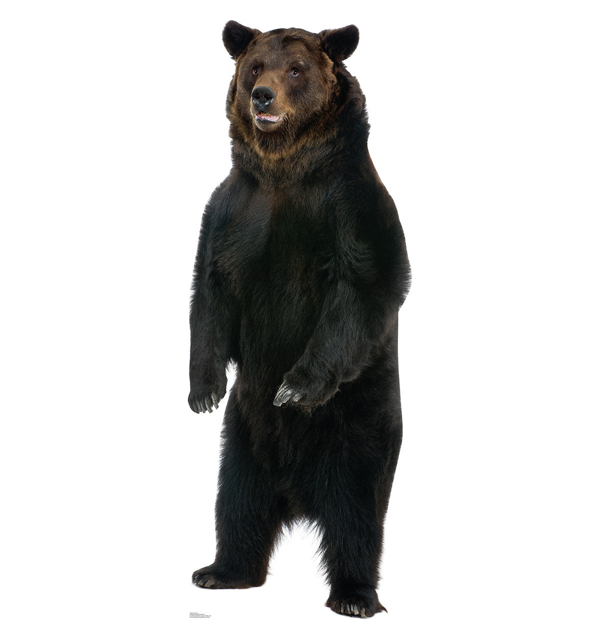 Brown Bear
