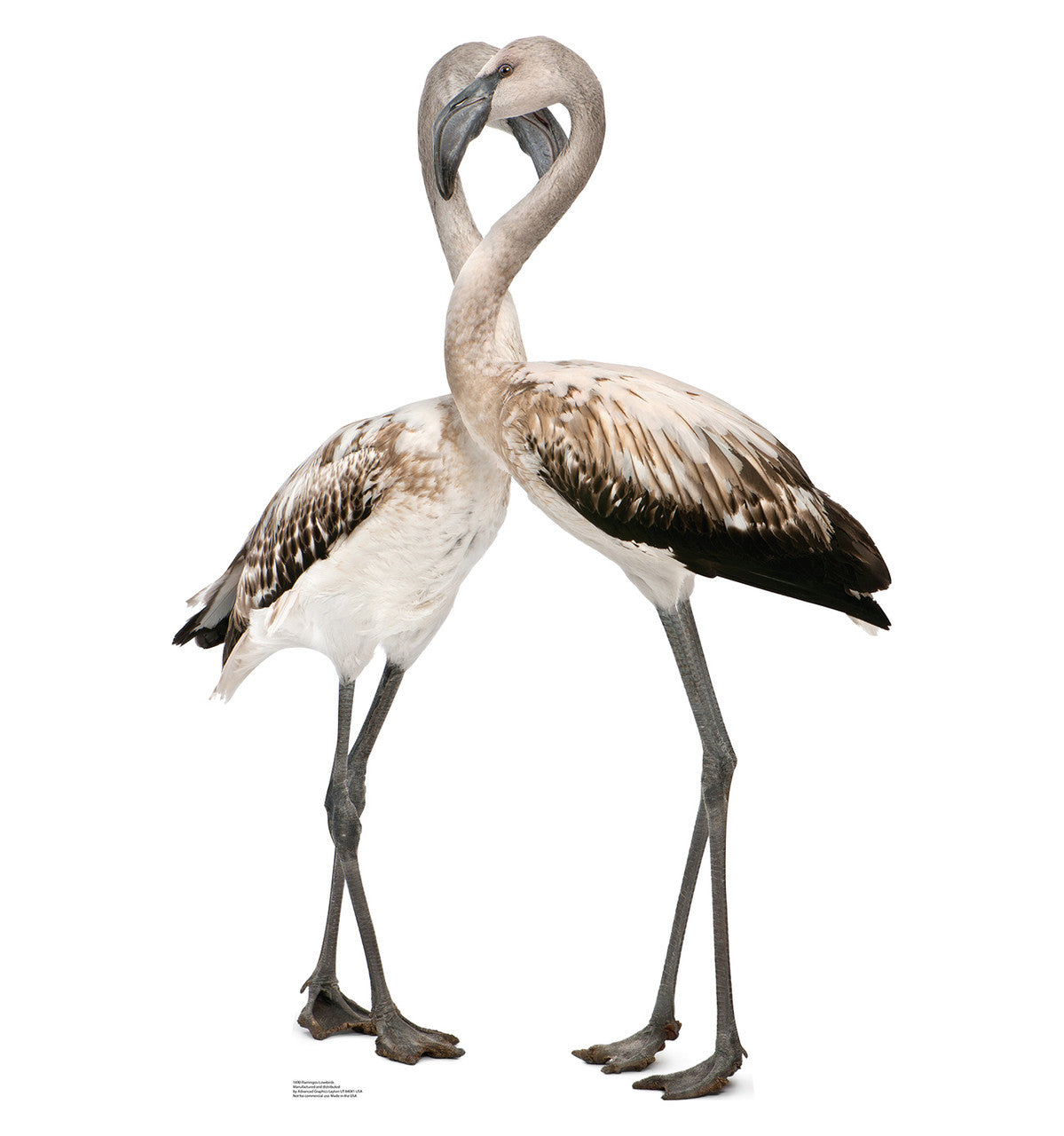 Flamingos - Love Birds