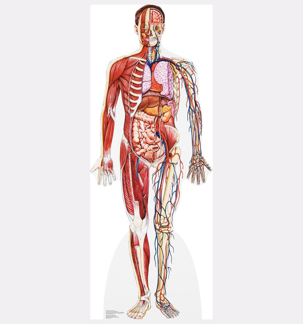 Anatomy Cross Section