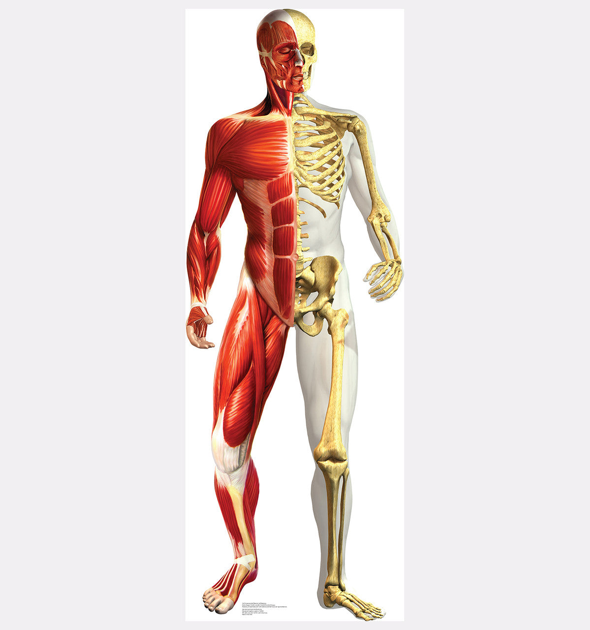 Anatomy Half Muscle Half Skeleton