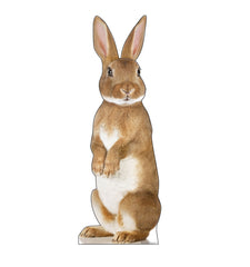 Bunny Rabbit