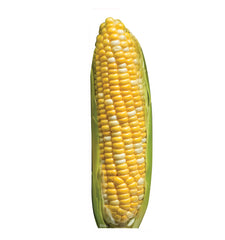 Corn of Cob