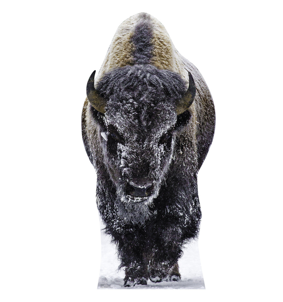 Yellowstone Bison