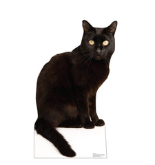 Black Cat