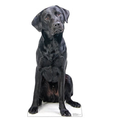 Black Labrador