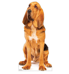 Bloodhound