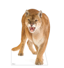 Cougar