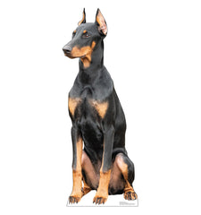 Doberman Dog