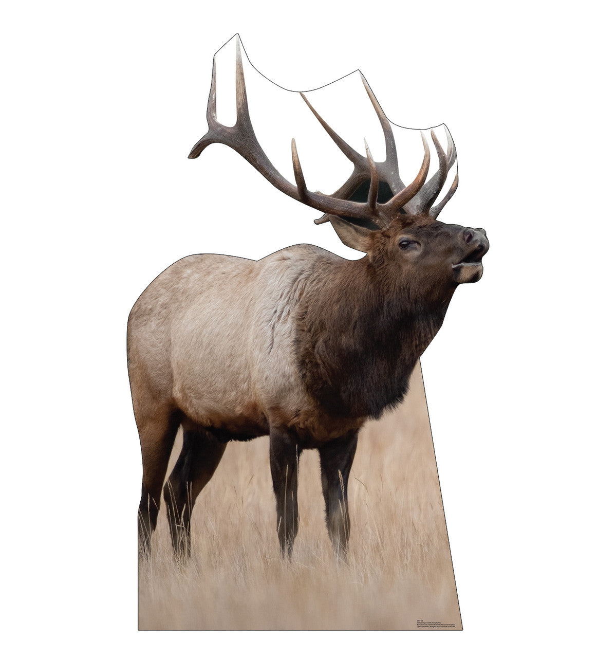 Elk