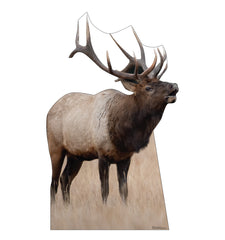 Elk
