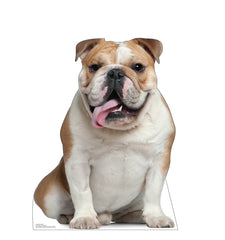 English Bull Dog
