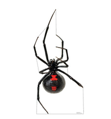 Giant Blackwidow Spider