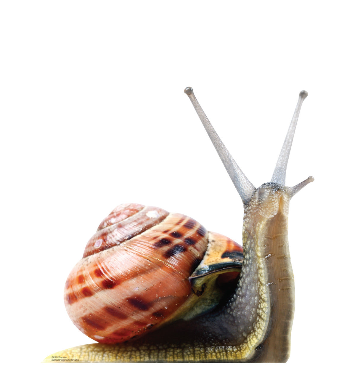 Giant Snail