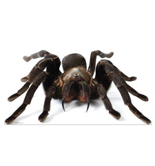 Giant Tarantula